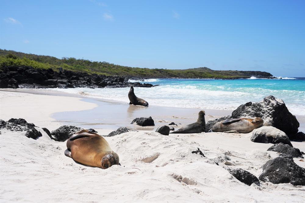 que ver y hacer en Ecuador Islas Galápagos