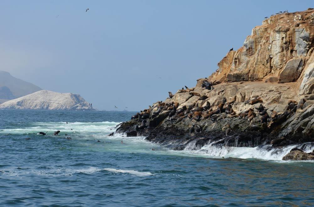 escursione Isole Palomino da Lima