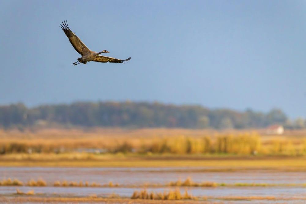 anatra che vola nel Parco Nazionale Hortobágy, una delle migliori cose da vedere e fare in ungheria