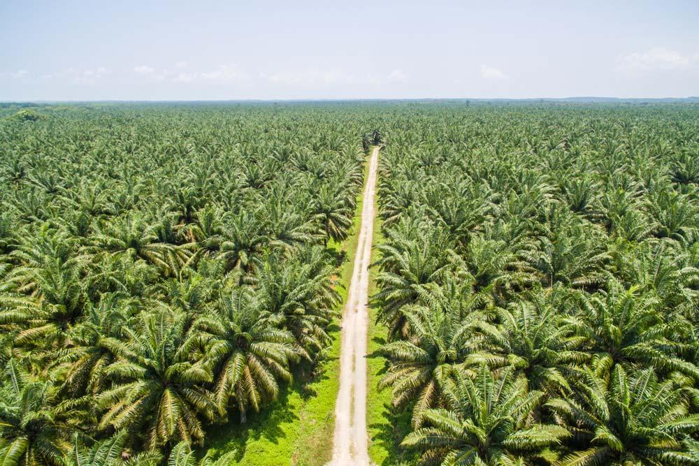 Borneo palm plantations
