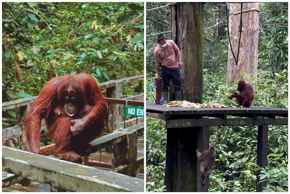 orangutan recovery center Borneo