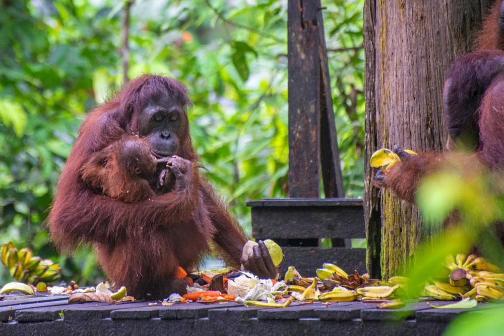 where to see orangutans in Borneo Sepilok