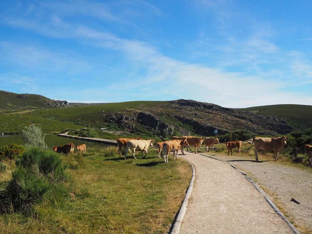 Sentiero Laguna dei pesci Sanabria