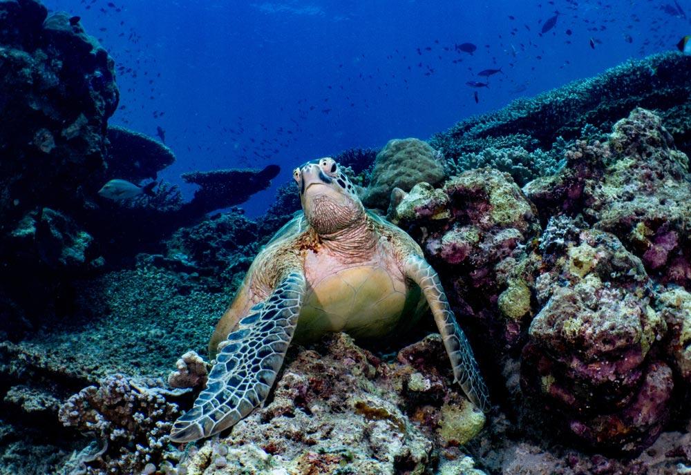 What to do in Borneo Malaysia diving in Sipadan