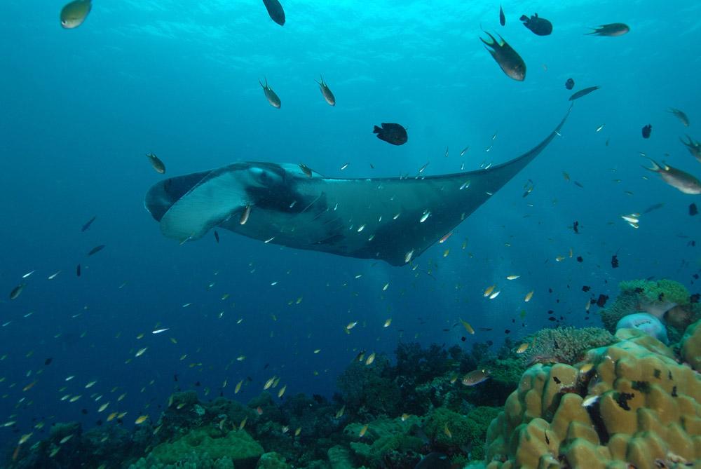 submarinismo Buceo in Tailandia