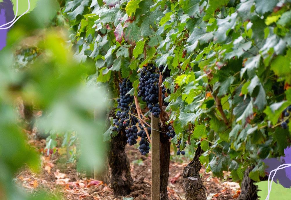 vigneti Bordeaux
