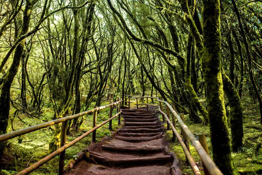 Parco Nazionale del Garajonay La Gomera