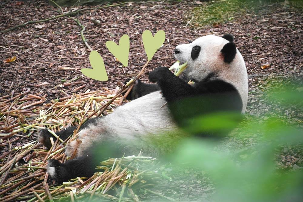 panda a Chengdu