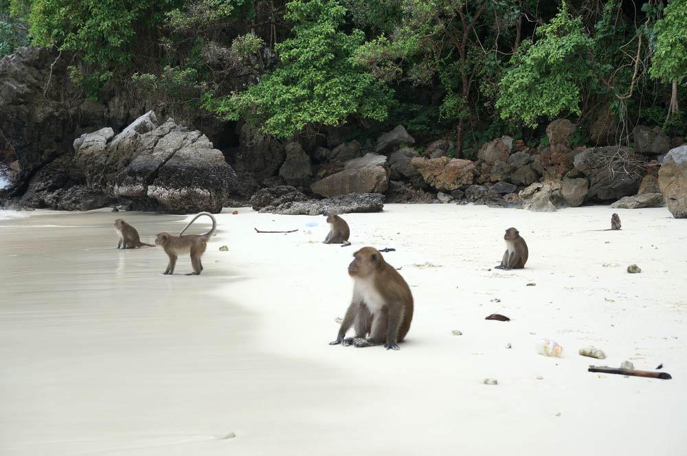 Monkey Beach Phi Phi