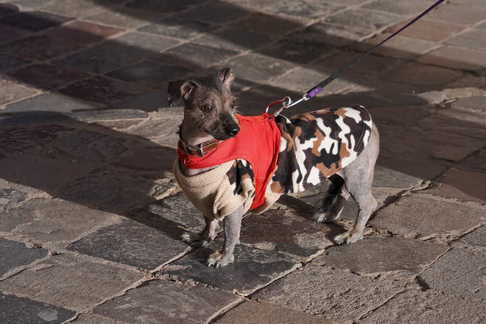 curiosità del Perù cane viringo