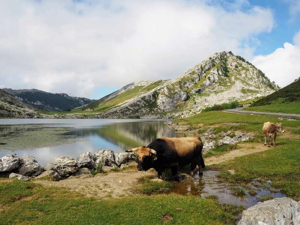 Laghi di Covadonga Asturie