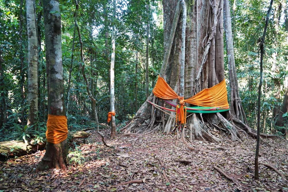 Alberi sacri di Makayuk Koh Kood