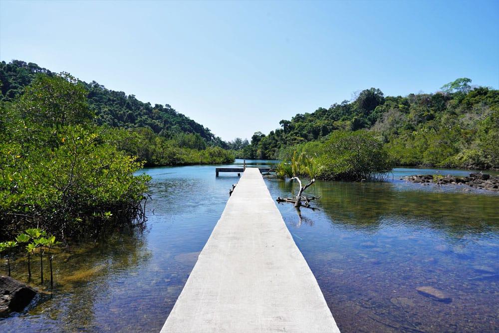 cosa vedere e fare a Koh Kood mangrovie