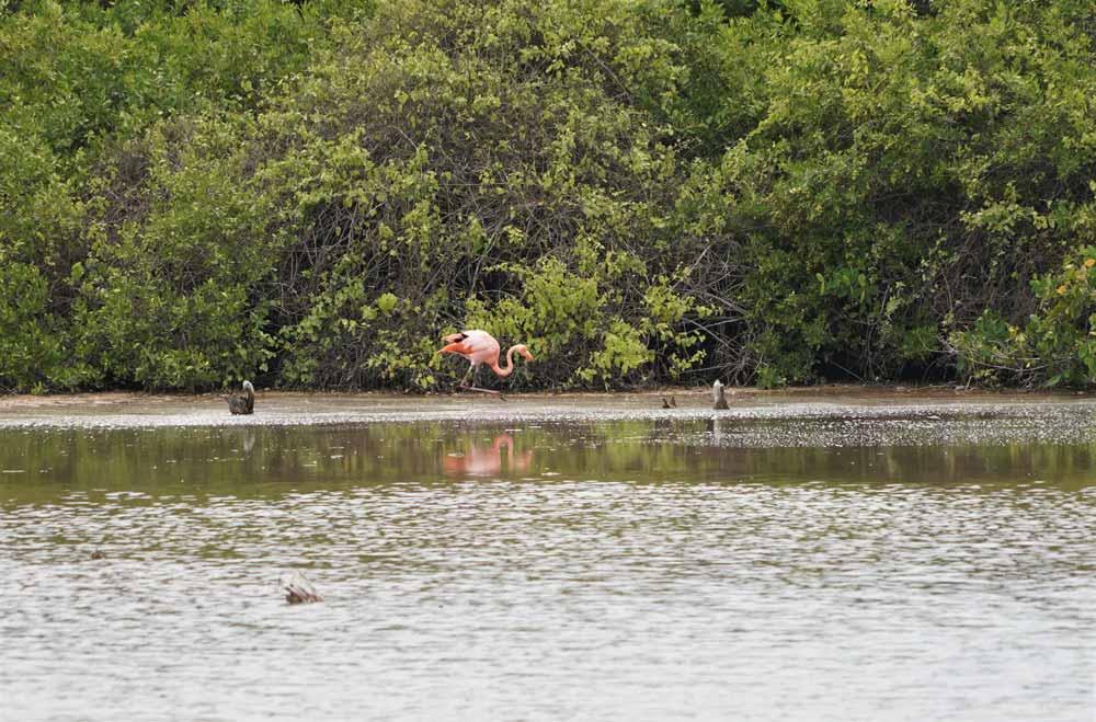cosa fare a Isabela Galápagos fenicottero
