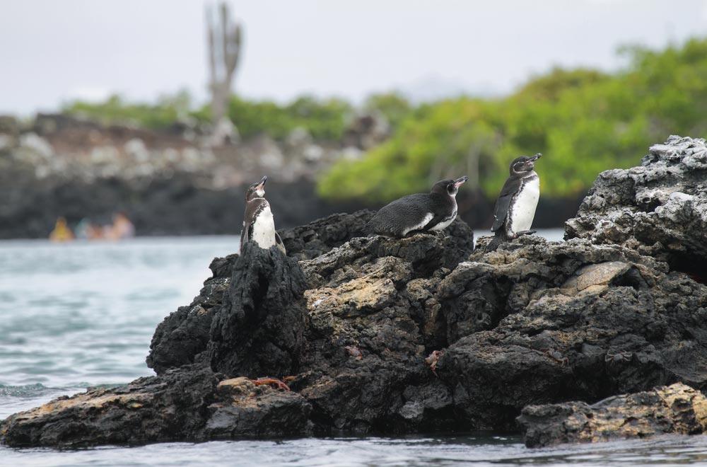 pinguini nel Tour all'isolotto Las Tintoreras Galápagos