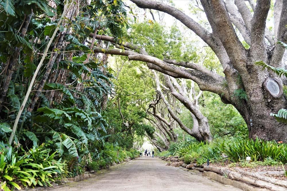cosa vedere a Città del Capo Giardino Botanico di Kirstenbosch