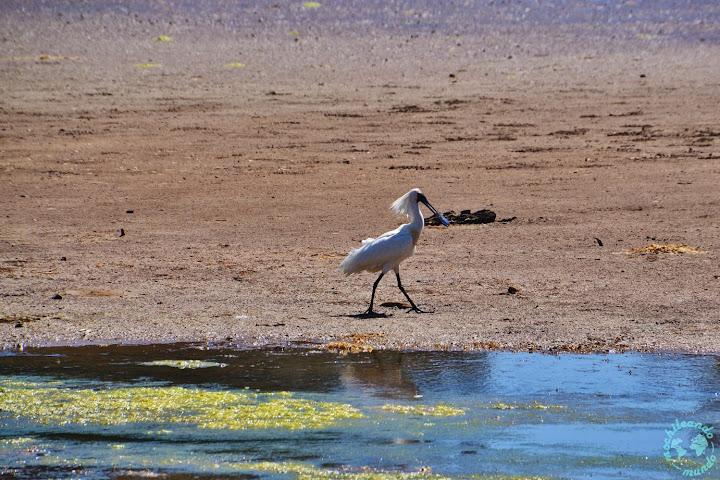 Garza a Hoopers Inlet