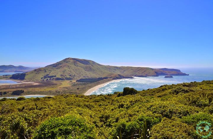 Pecore nella Penisola di Otago