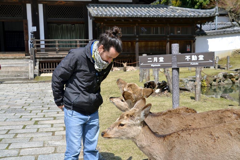 cervi a Nara, escursione da Osaka