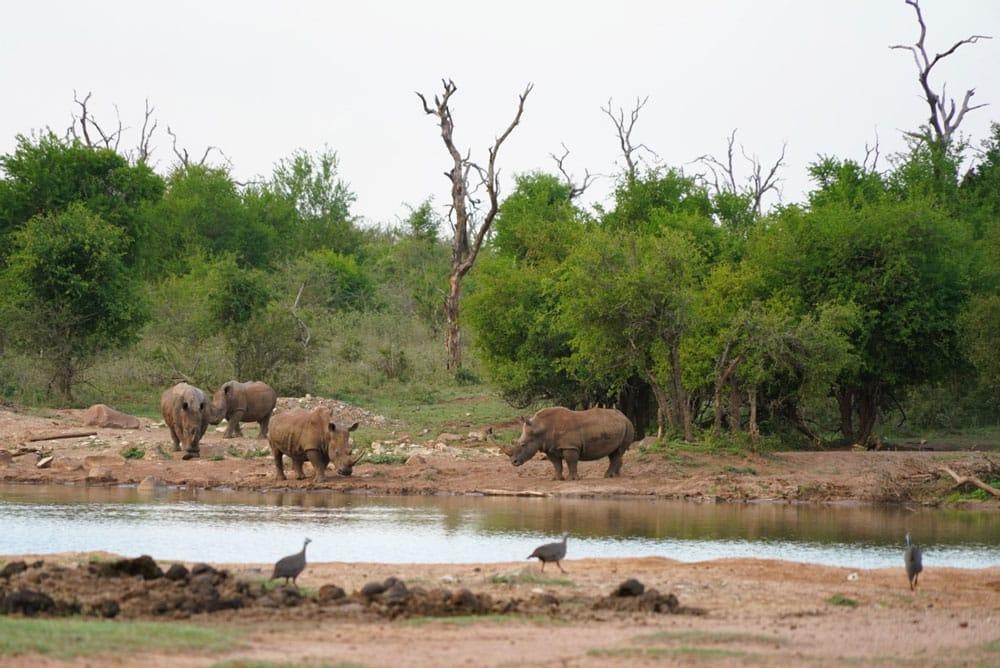 foto di rinoceronti di fronte al campo Ndlovu nel Parco Nazionale Hlane