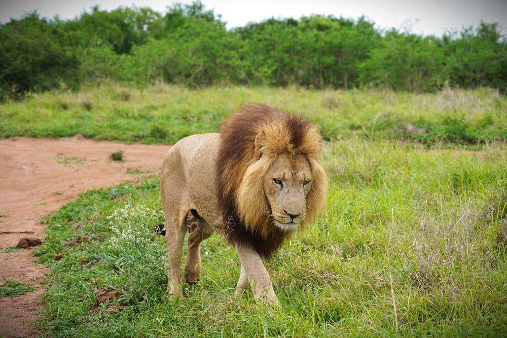 leone in Eswatini
