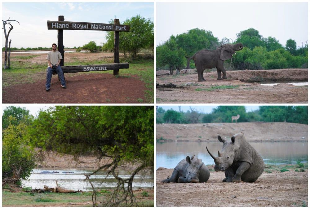 foto di animali nel campo Ndlovu in Eswatini