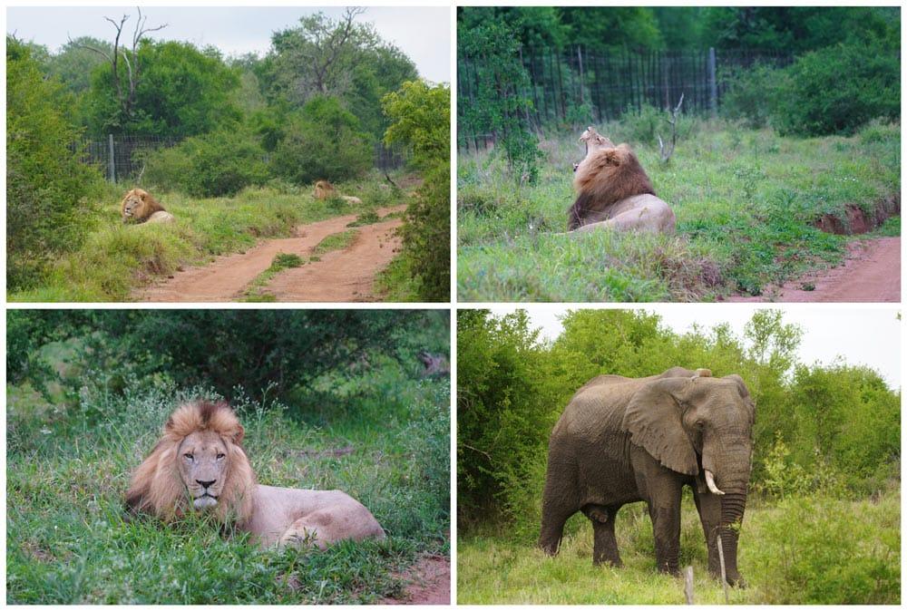 animali in un safari nella riserva di Hlane in Eswatini