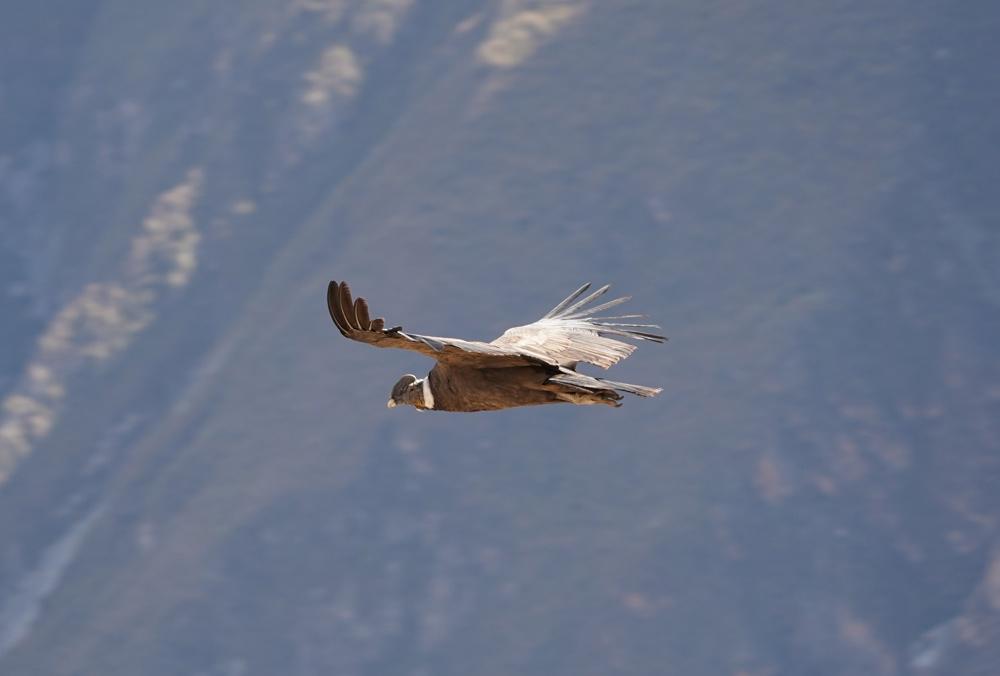 condor Perù