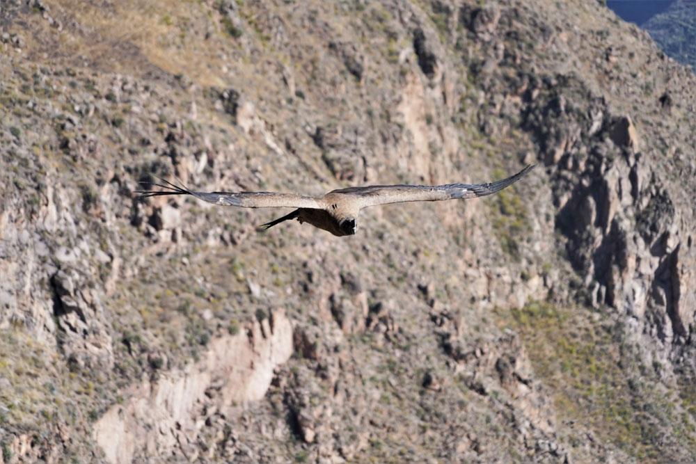 condor nel canyon del colca in Perù
