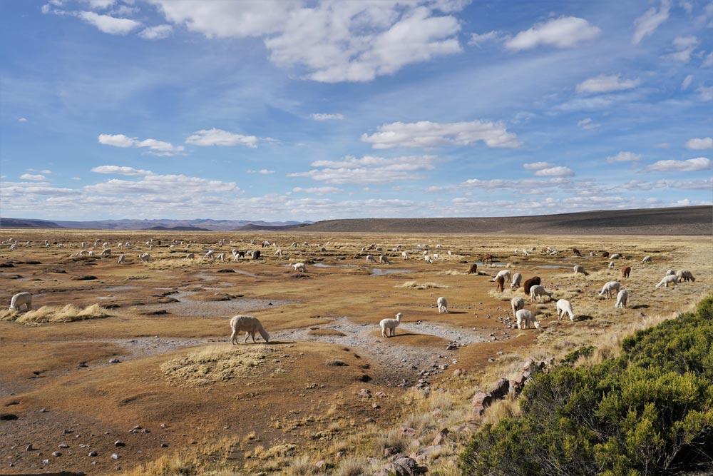 Riserva Nazionale di Salinas e Aguada Blanca