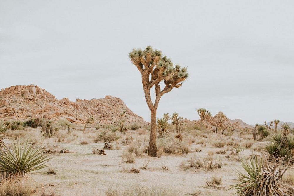 escursione a Joshua National Tree Park da Los Angeles