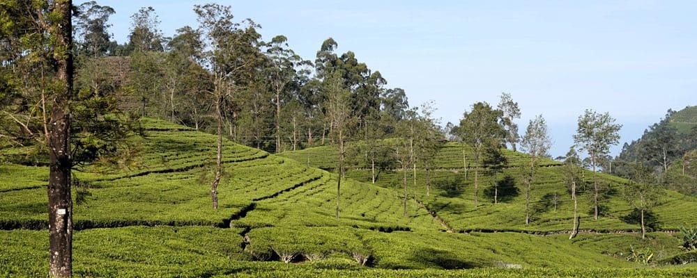 itinerario viaggio Sri Lanka piantagioni di tè a Ella