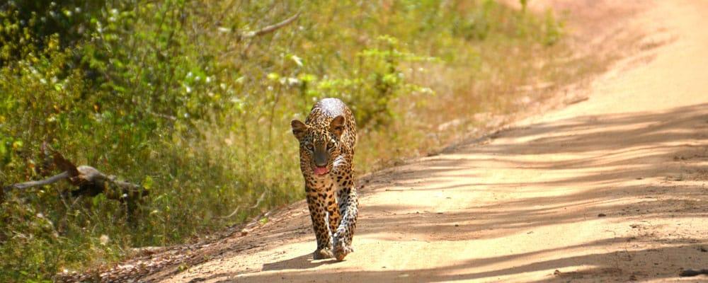 itinerario in Sri Lanka leopardo nel Yala National Park