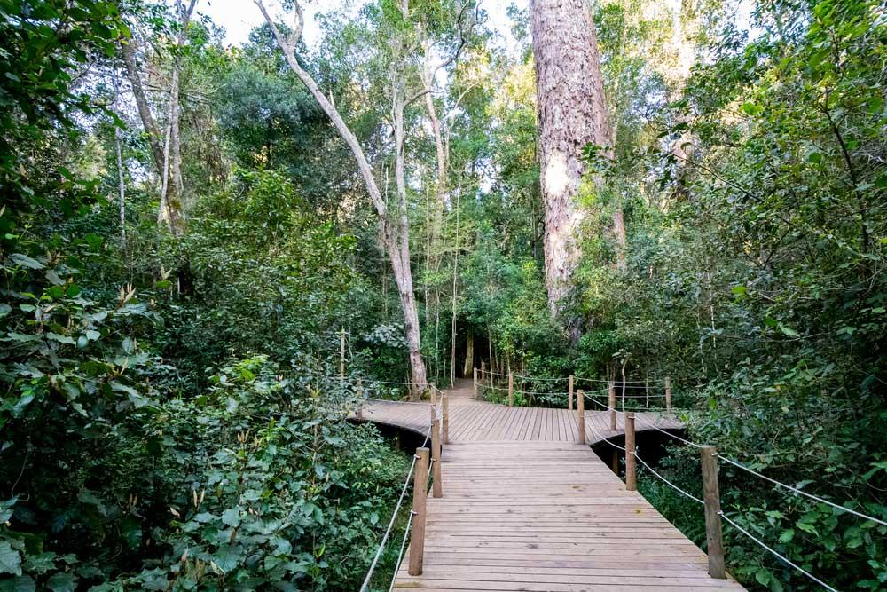 sentiero verso il Big Tree nel Parco Nazionale Tsitsikamma