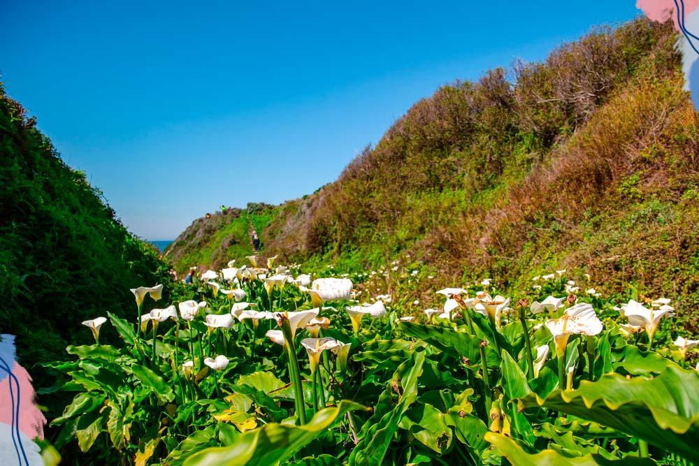 Calla Lily Valley in Garrapata State Park