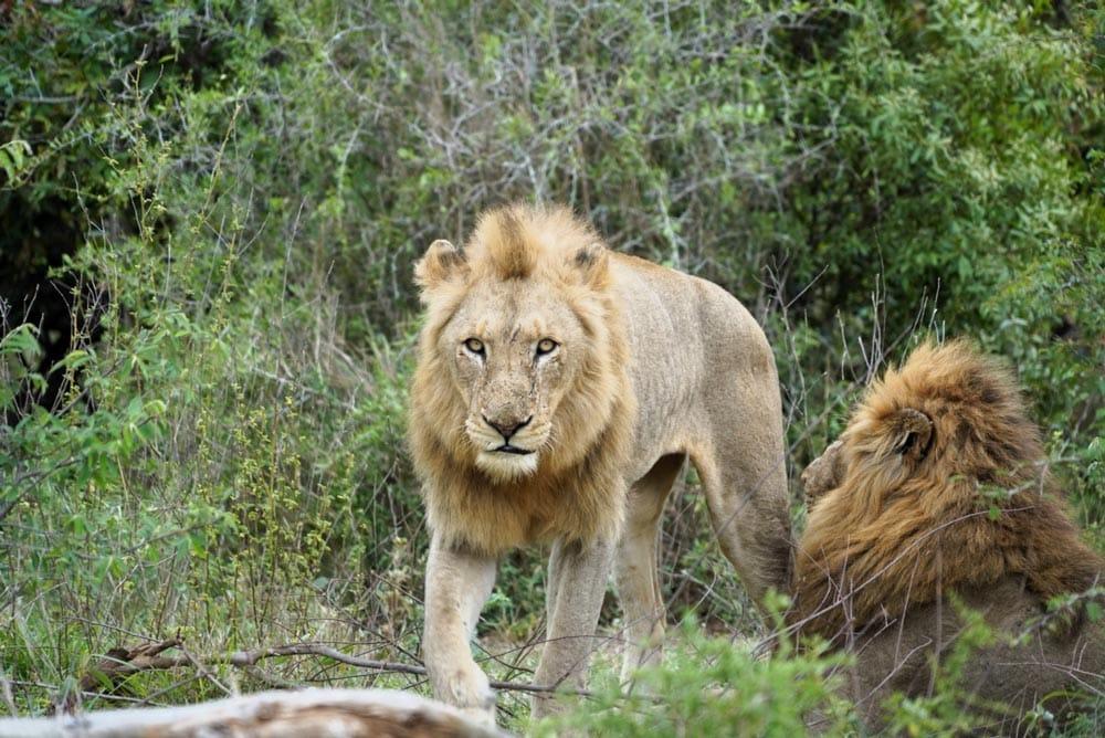 leoni in Sudafrica