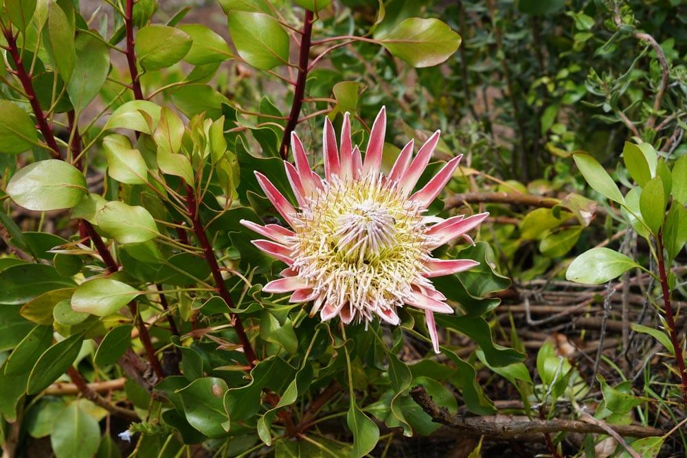 curiosità di Sudafrica fiore nazionale Protea