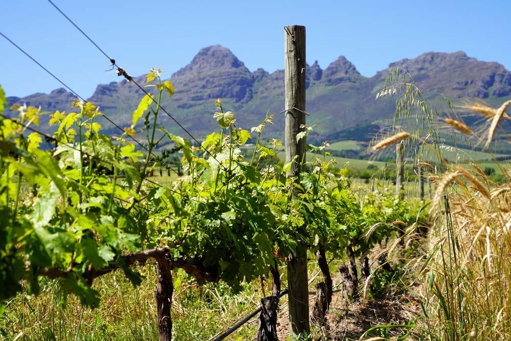 vigneti a Stellenbosch Sudafrica