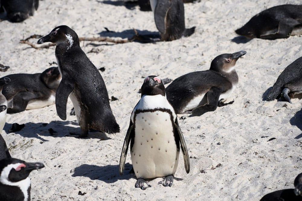 pinguini del Capo in Sudafrica