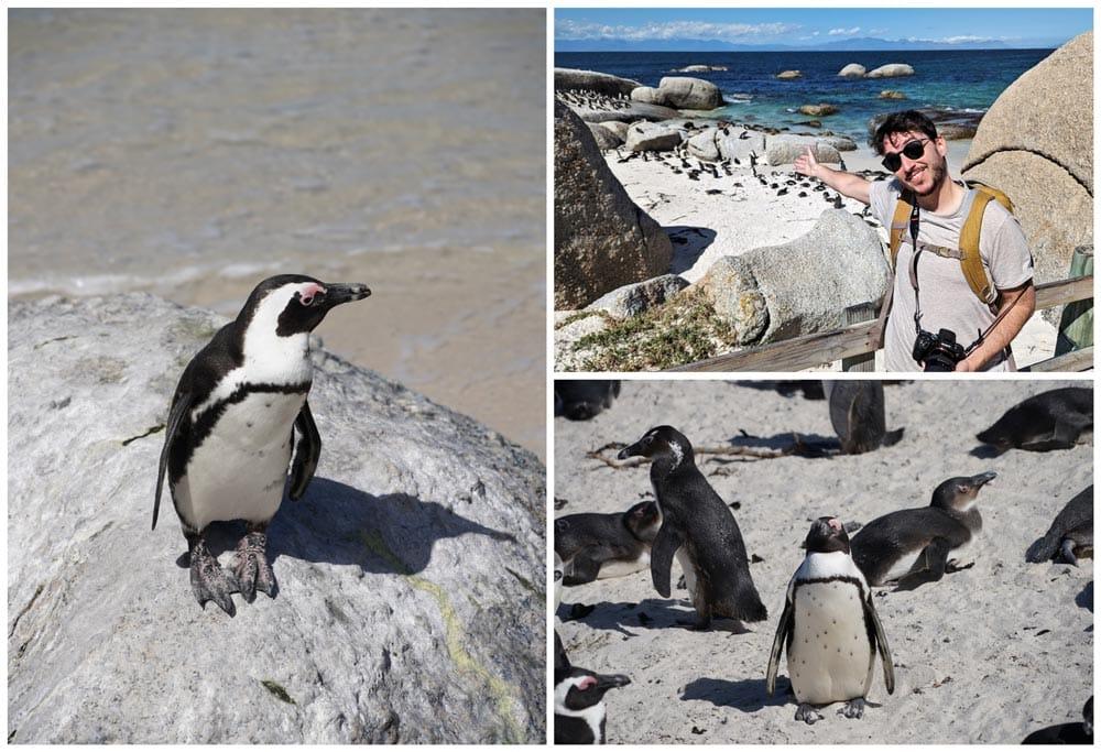 pingüinos sudafricanos en la Península del Cabo