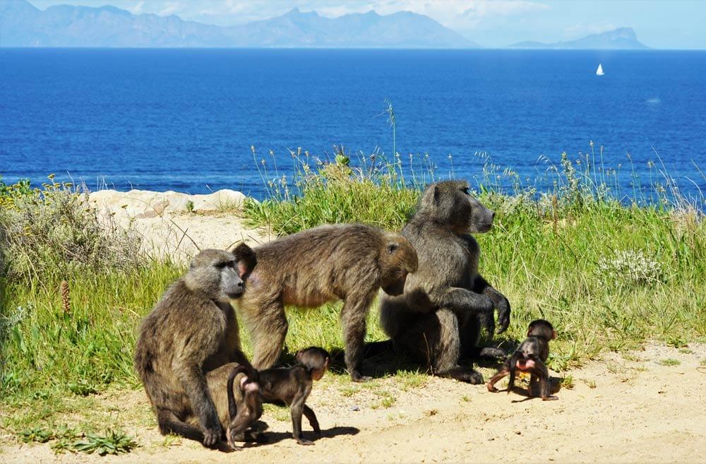 babuinos en la Península del Cabo Sudáfrica