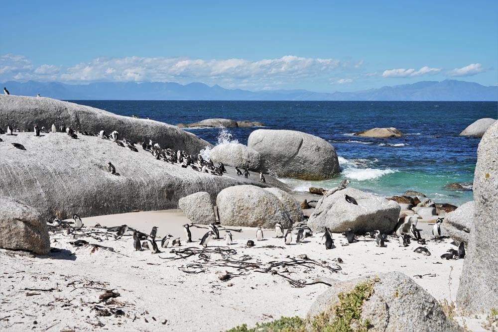 playa de Boulders Beach en la Península del Cabo