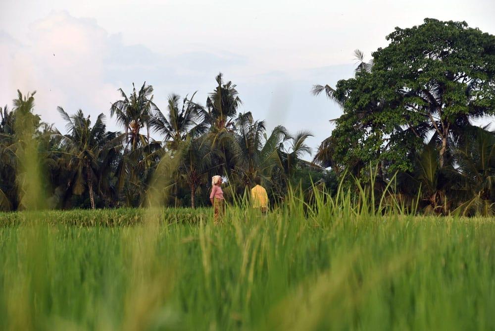 risaie a Bali