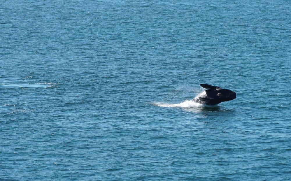 balena franca austral saltando a hermanus