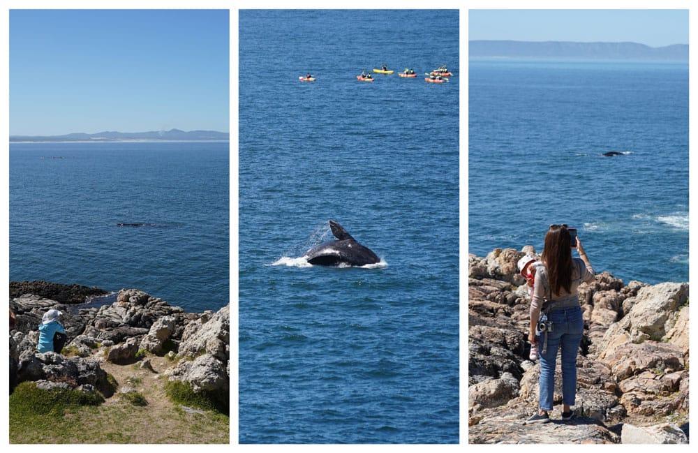 balene da punti panoramici di hermanus
