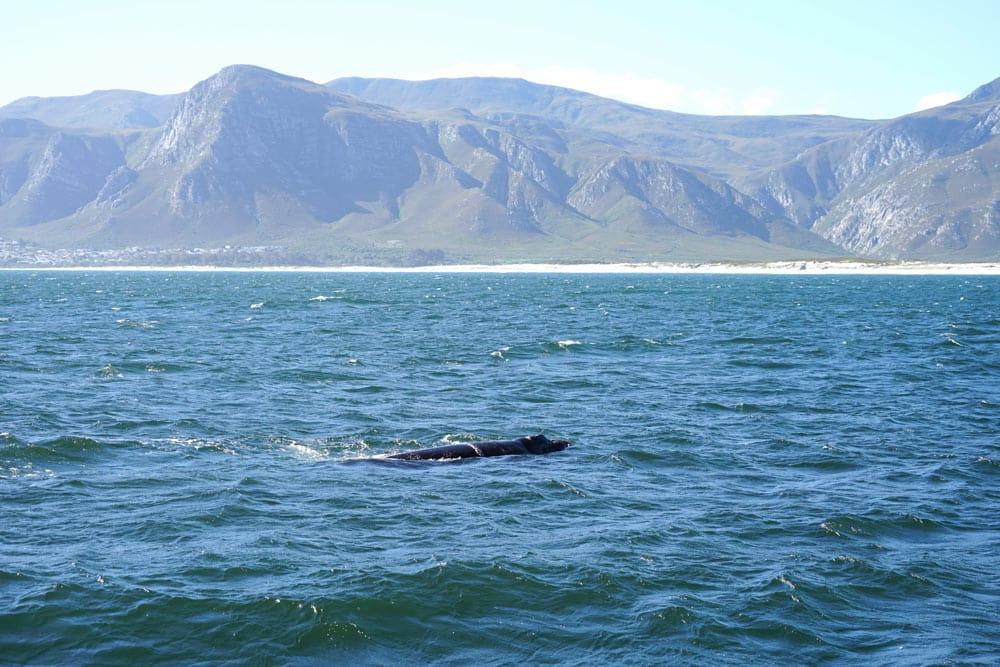 Walker Bay in tour per avvistamento balene a Hermanus, Sudafrica