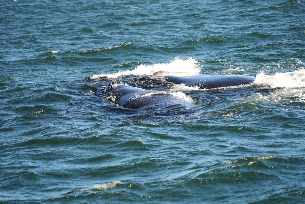 balene australi in Sudafrica