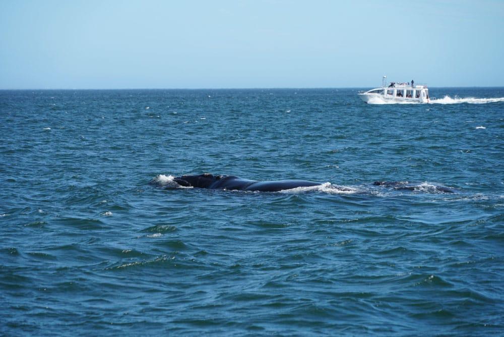 balene franche a Hermanus