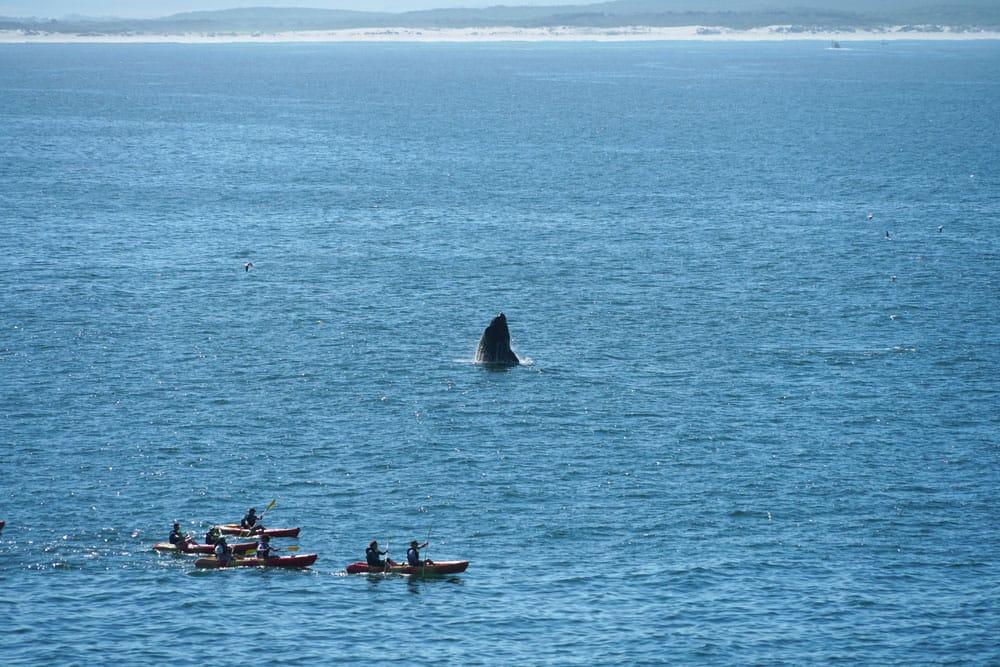 balena saltando vicino a un gruppo di kayak