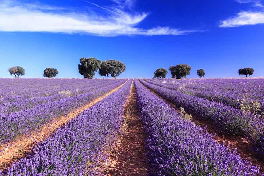 campi di lavanda a Brihuega